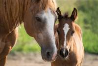 foal-3467629_960_720